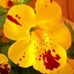 220px-mimulus001