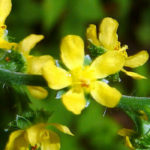 agrimony