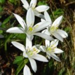 bach-star-of-bethlehem-flowers-864px1-300x286