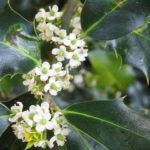 holly-fiore-di-bach-agrifoglio