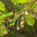 beech-fiori-di-bach