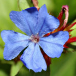 ceratostigma-wilmottiana_2