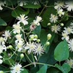 clematis_vitalba