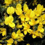 gorse