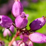 heather_fiori-di-bach