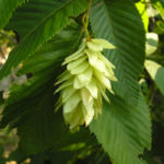 hornbeam-fiori-di-bach-fiore