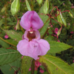 impatiens4