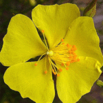 rockrose1