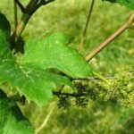 vine-foto
